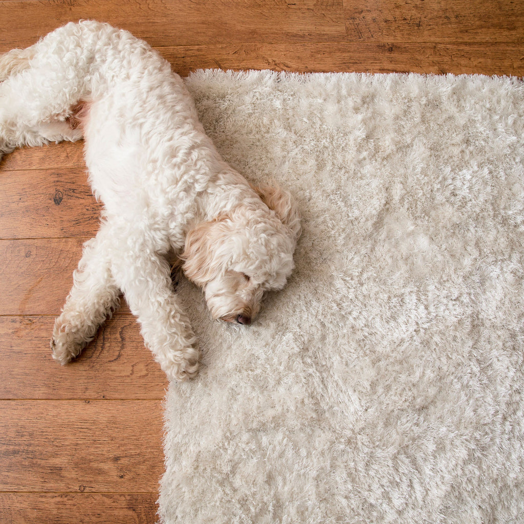 Dog Laying On Floor and Rug 