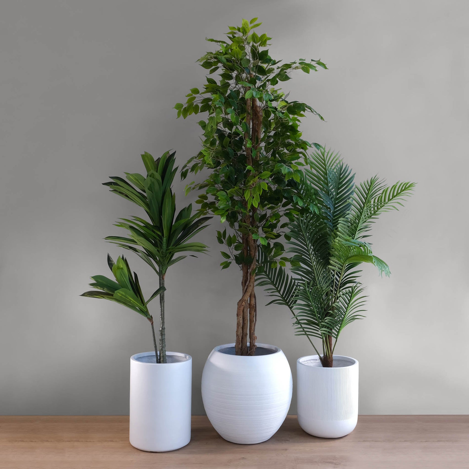 Living Room Plant Set 