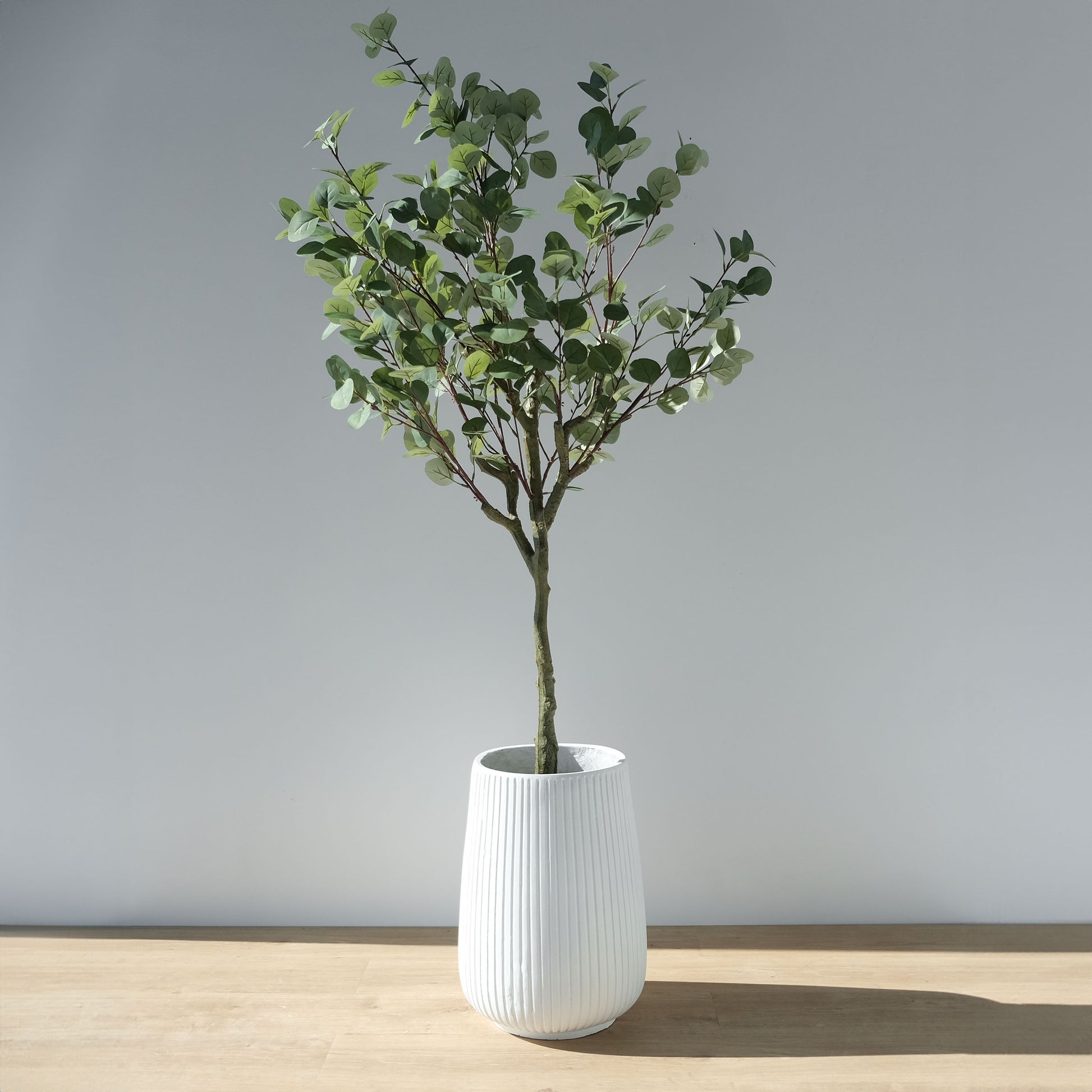 a eucalyptus plant in a white fiberclay planter