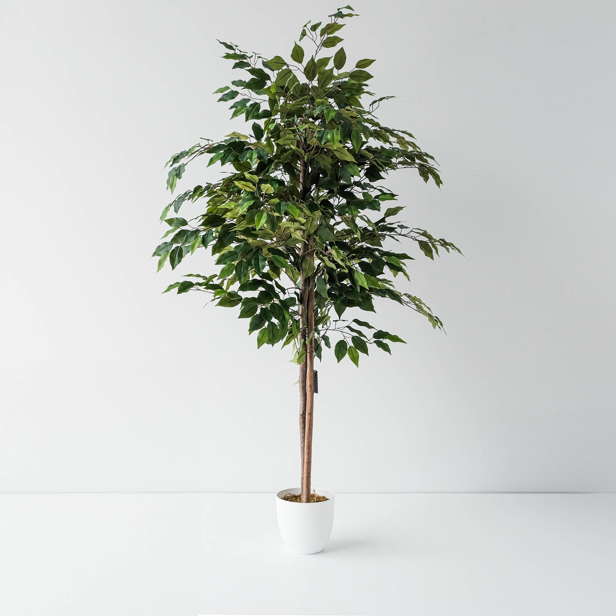 Altissima Ficus Tree, 60"