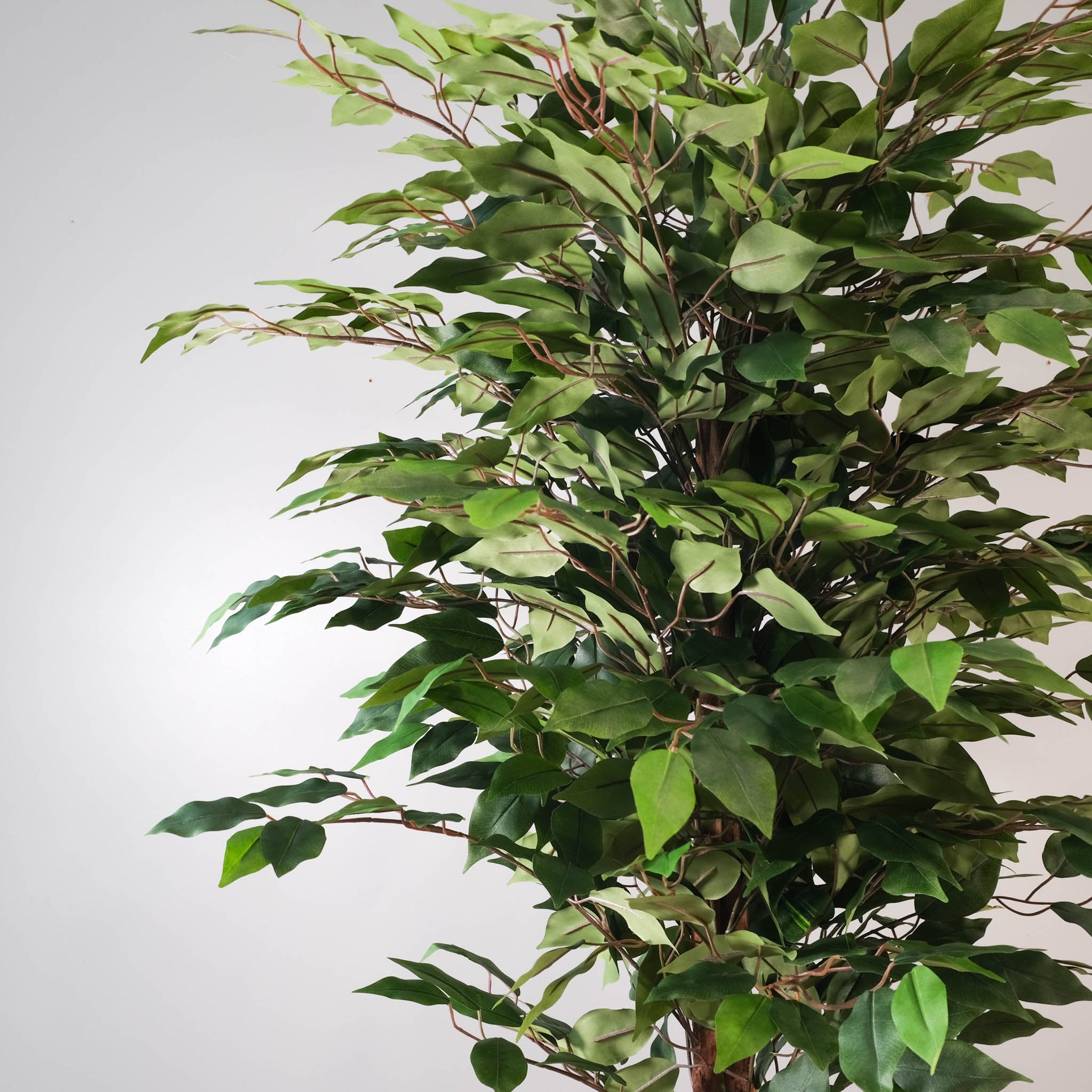 Top view of lush, green Faux-Ficus tree 