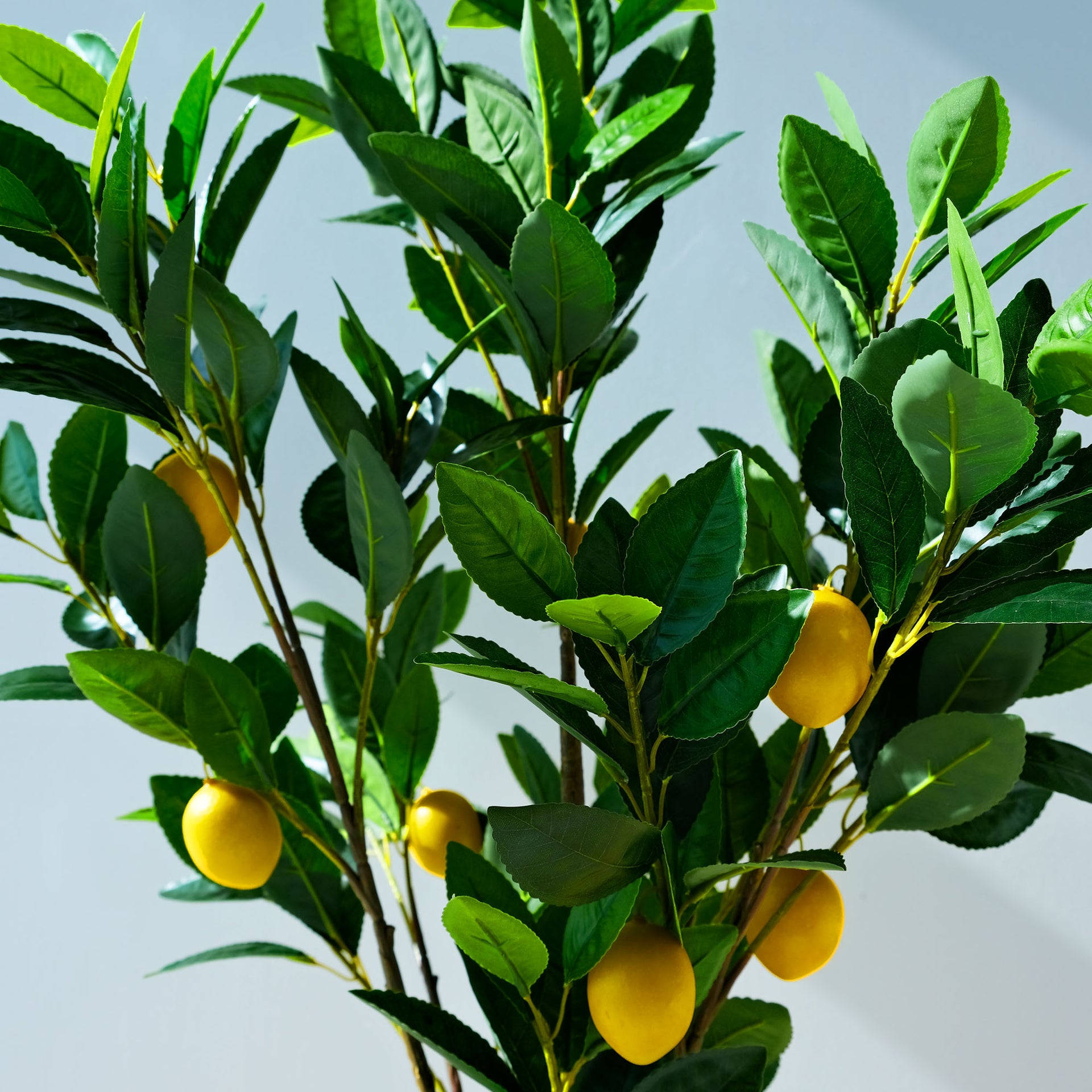 view of lemon tree