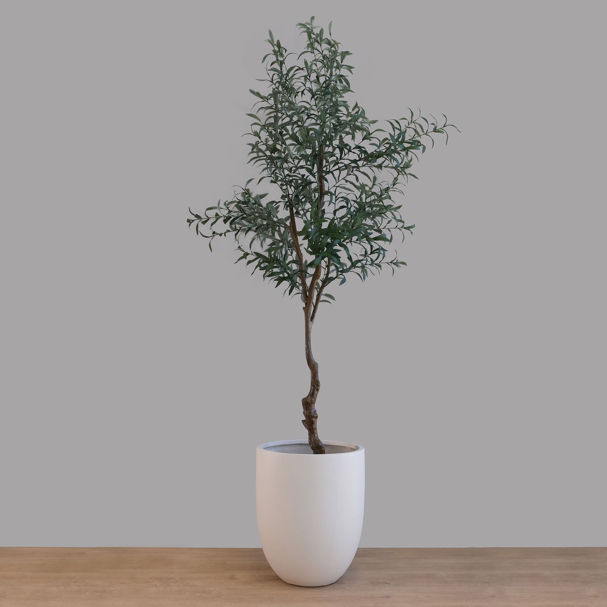 Clay Salma planter with olive tree