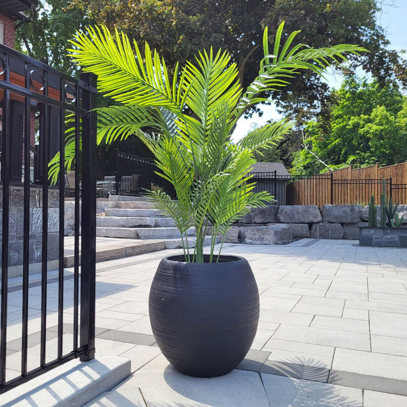 palm tree outdoors in a planter